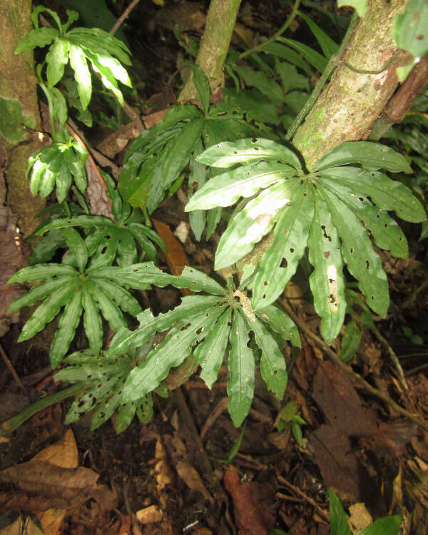 Image of Anthurium polyschistum R. E. Schult. & Idrobo