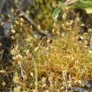 Sivun Sagina maxima subsp. maxima kuva