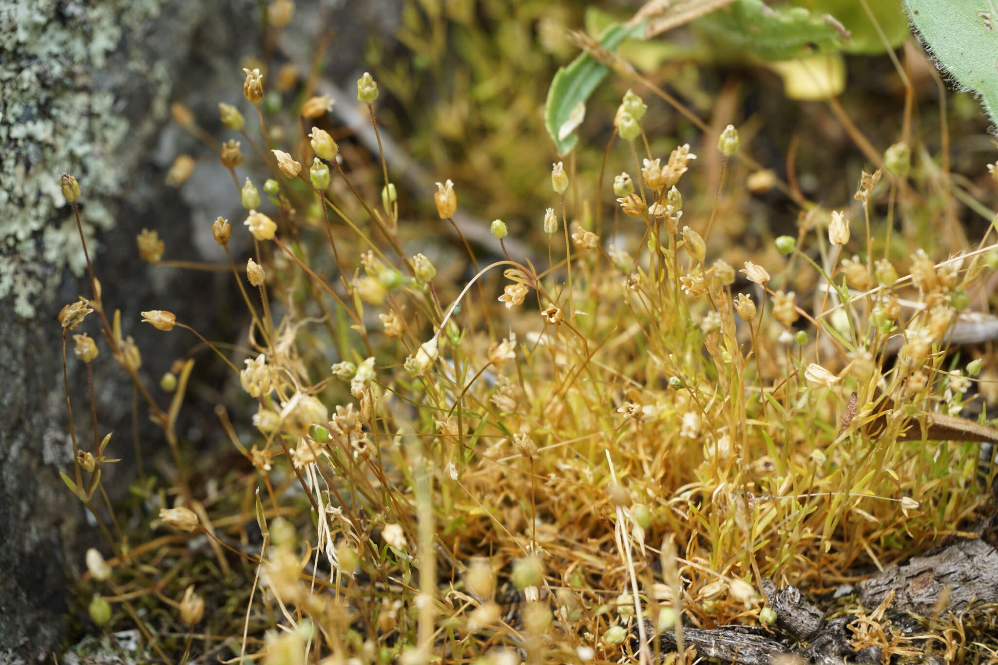 Image of stickystem pearlwort