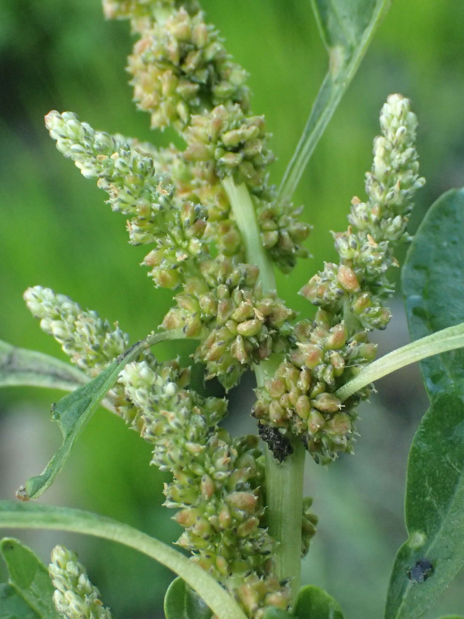 Amaranthus emarginatus subsp. emarginatus resmi