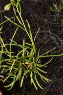 Plancia ëd Encelia stenophylla Greene