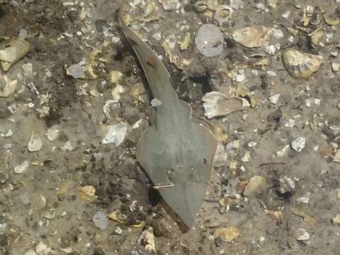 Image of Common Shovelnose Ray