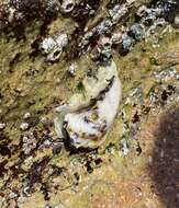 Image of Rock oyster