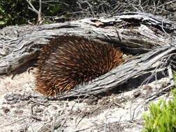 Image of Short-beaked Echidnas