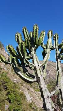 Image of Euphorbia royleana Boiss.