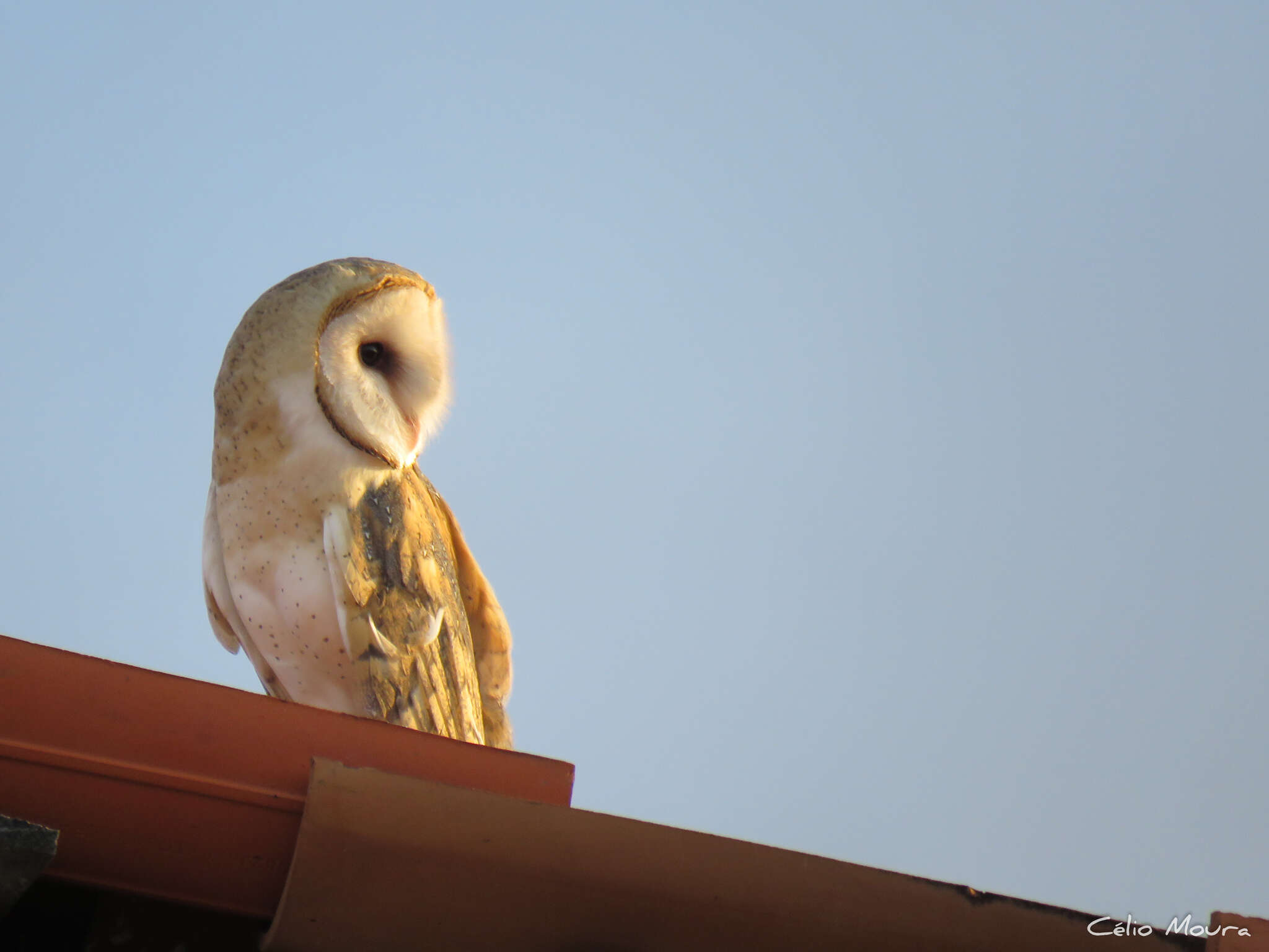 Слика од <i>Tyto alba tuidara</i>