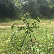 Image of woodrush flatsedge