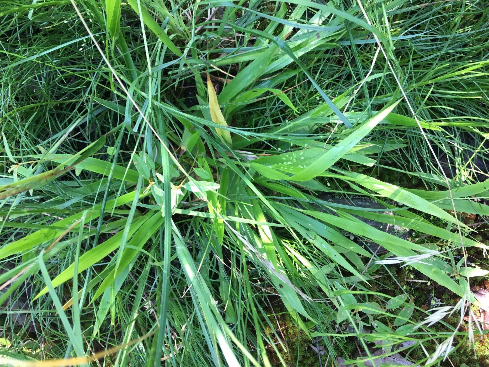 Imagem de Panicum laxiflorum Lam.