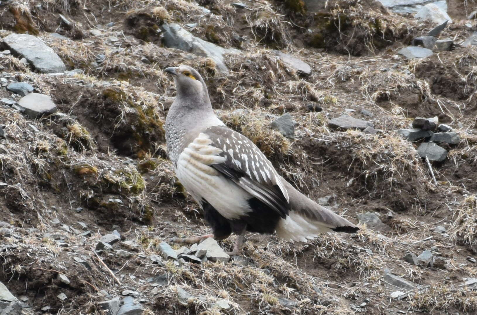 Image of Altai Snowcock