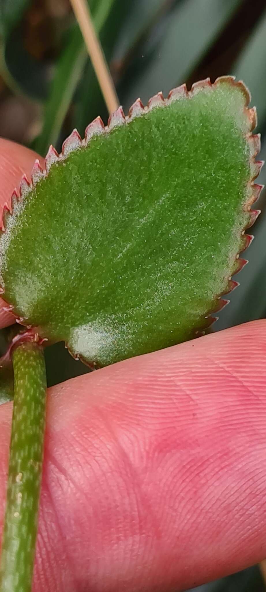 Слика од Crassula sarmentosa var. sarmentosa