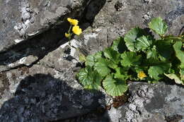 Geum radiatum Michx.的圖片