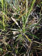 Image of Pineland Rayless-Goldenrod