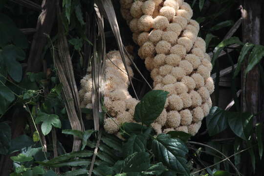 Image of Ecuadorian Ivory Palm