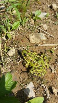 Image of Northern Leopard Frog