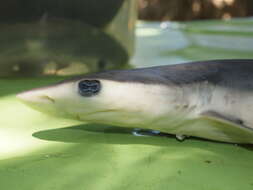 Image of Silky Shark