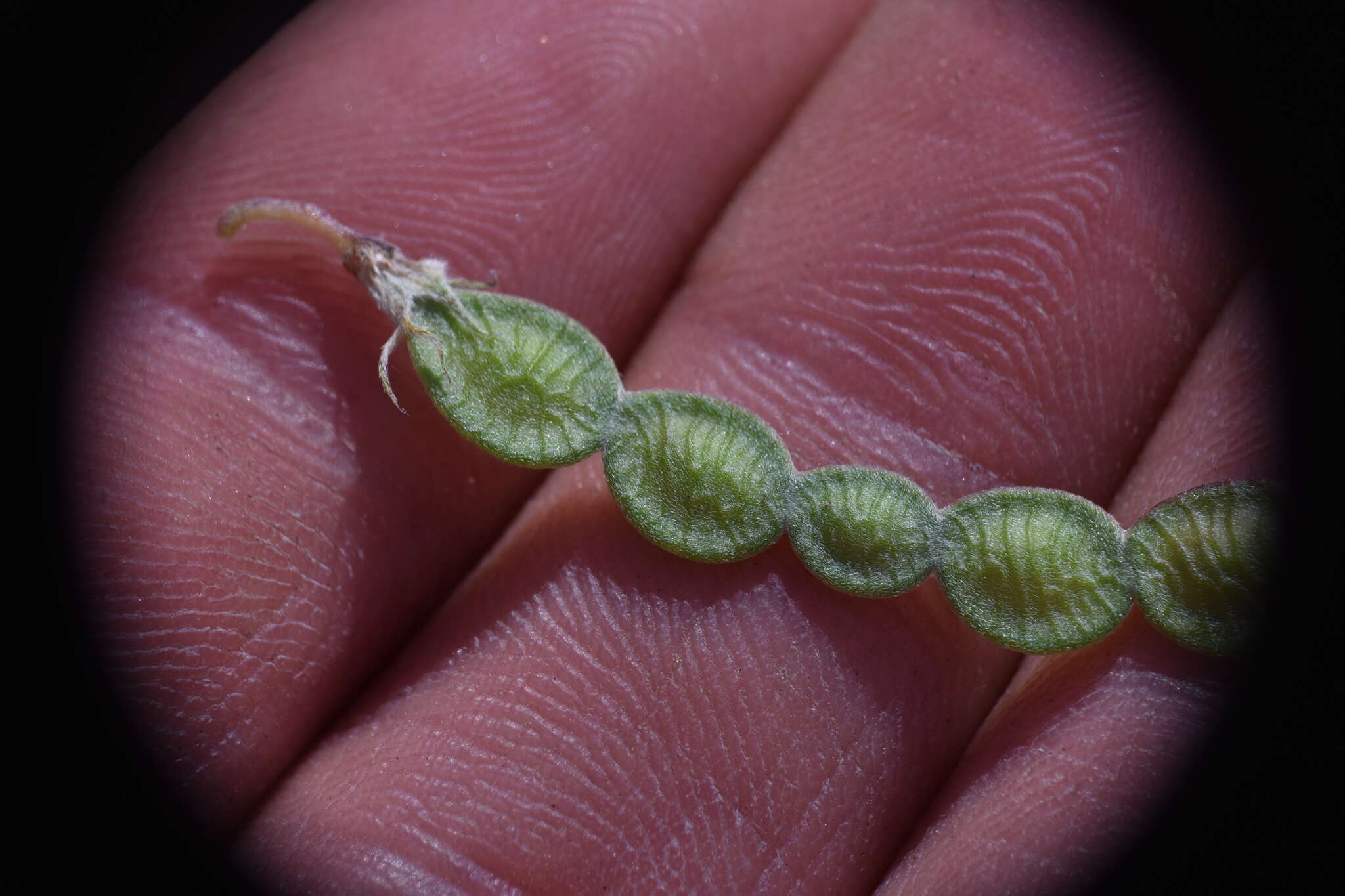 Image of Boreal Sweetvetch