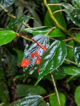 Image of Begonia rossmanniae A. DC.