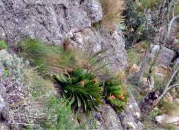 Image of Kumara haemanthifolia (Marloth & A. Berger) Boatwr. & J. C. Manning