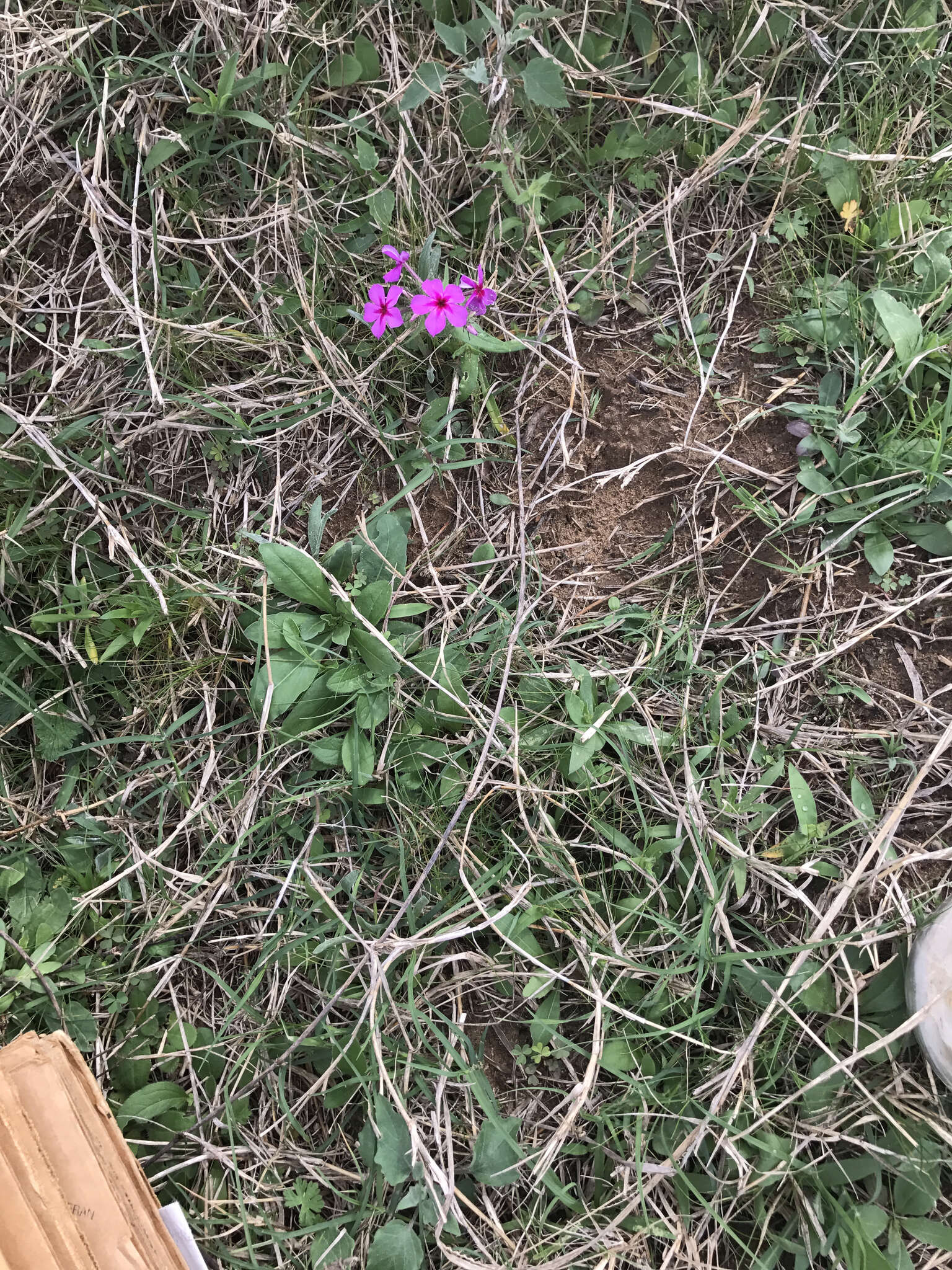 Image of annual phlox