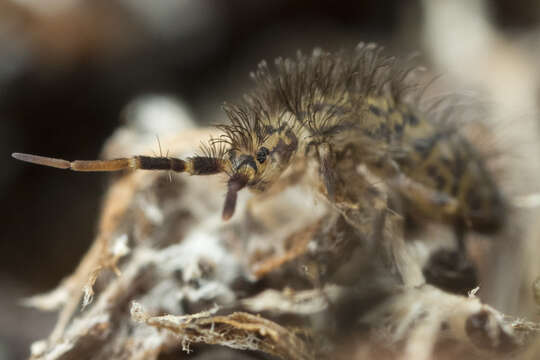 Orchesella villosa (von Linné & C 1767)的圖片