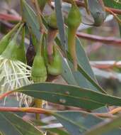 Image of Eucalyptus sporadica Brooker & Hopper