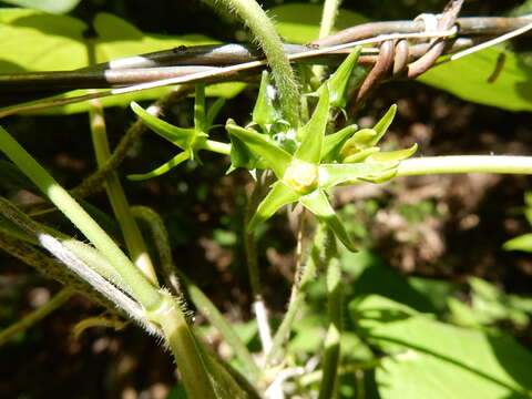 صورة Gonolobus suberosus var. granulatus (Scheele) Krings & Q. Y. Xiang