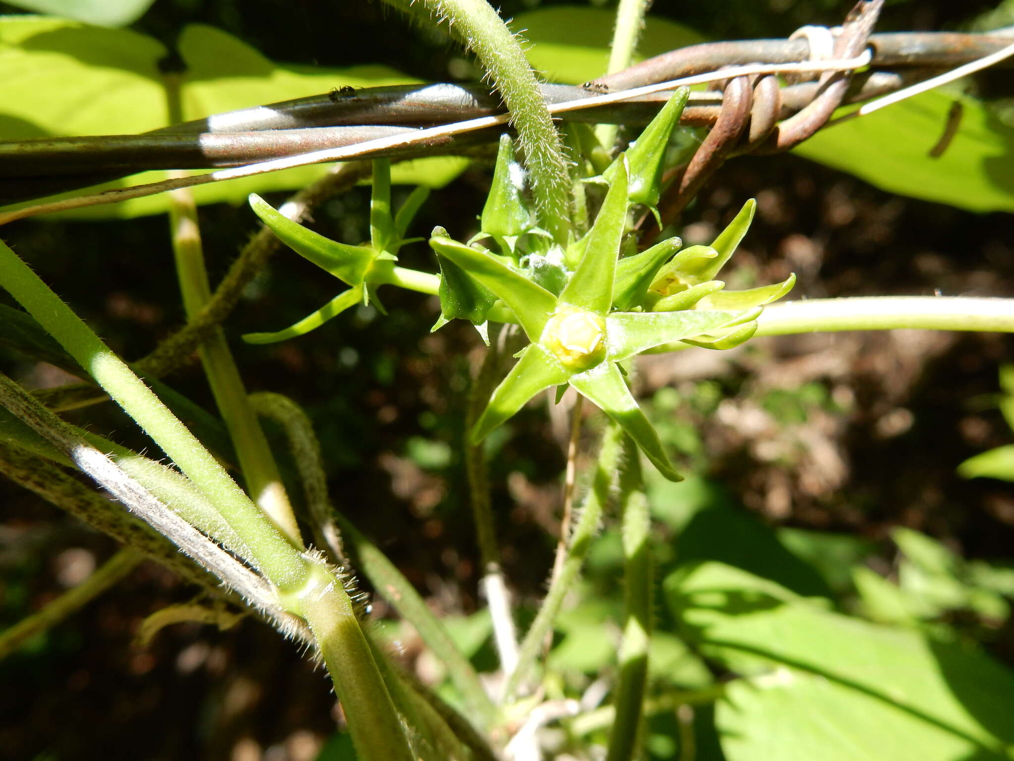 Sivun Gonolobus suberosus var. granulatus (Scheele) Krings & Q. Y. Xiang kuva