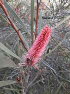 Image of Hakea francisiana F. Müll.