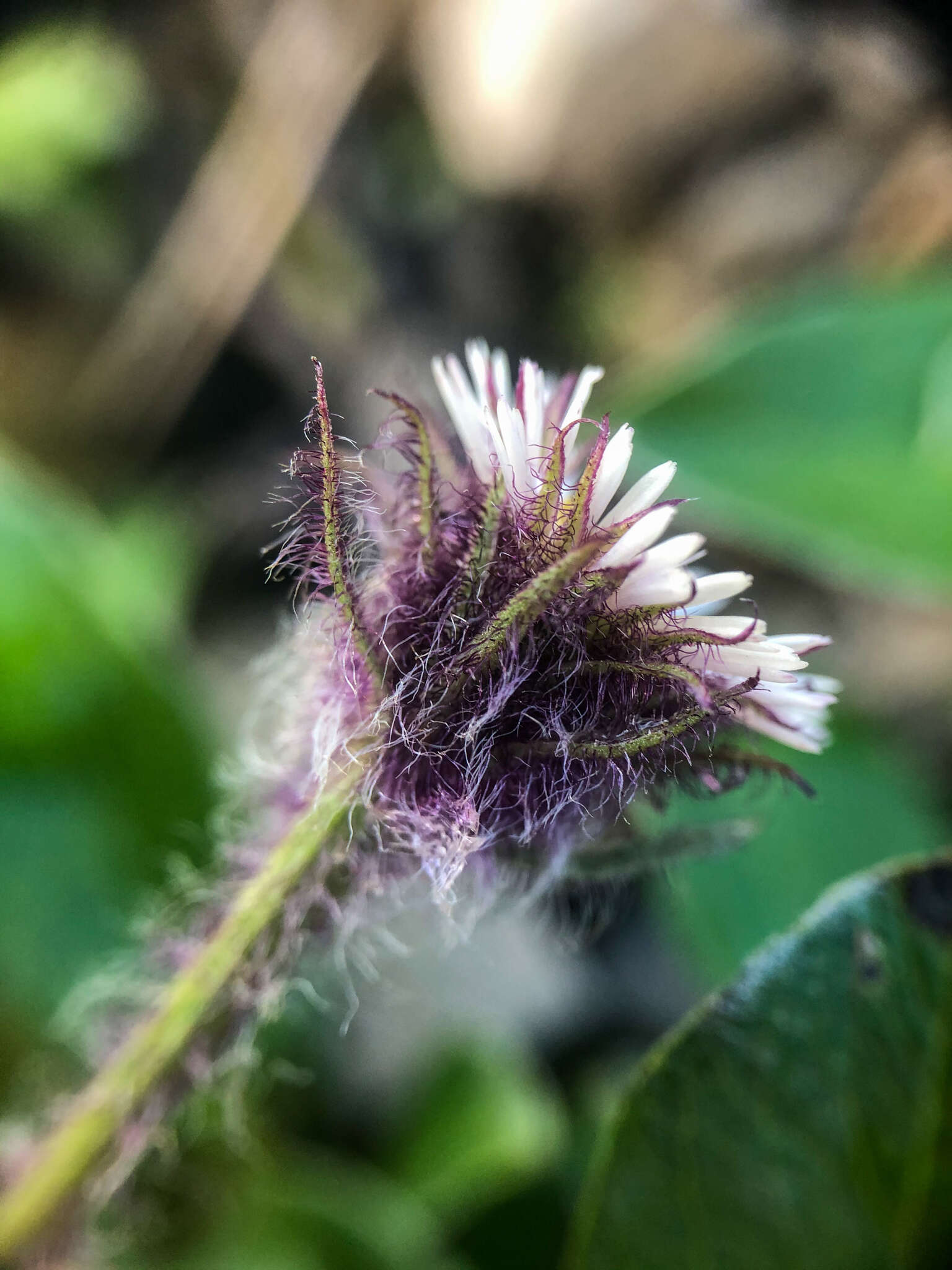 Image of arctic alpine fleabane