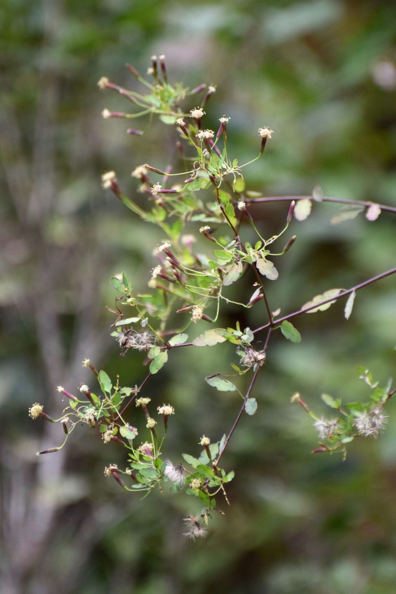 Image of Porophyllum punctatum (Mill.) Blake