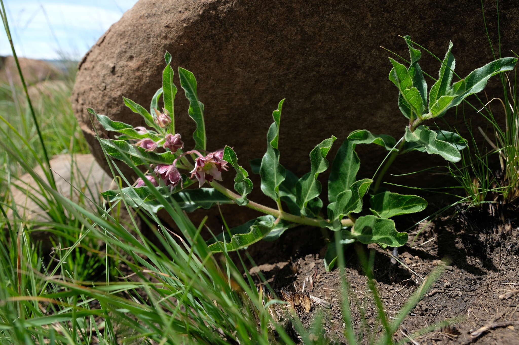 Sivun Pachycarpus vexillaris E. Mey. kuva