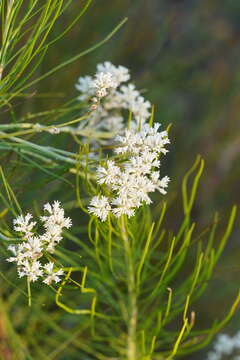 Image of Conospermum mitchellii Meissn.