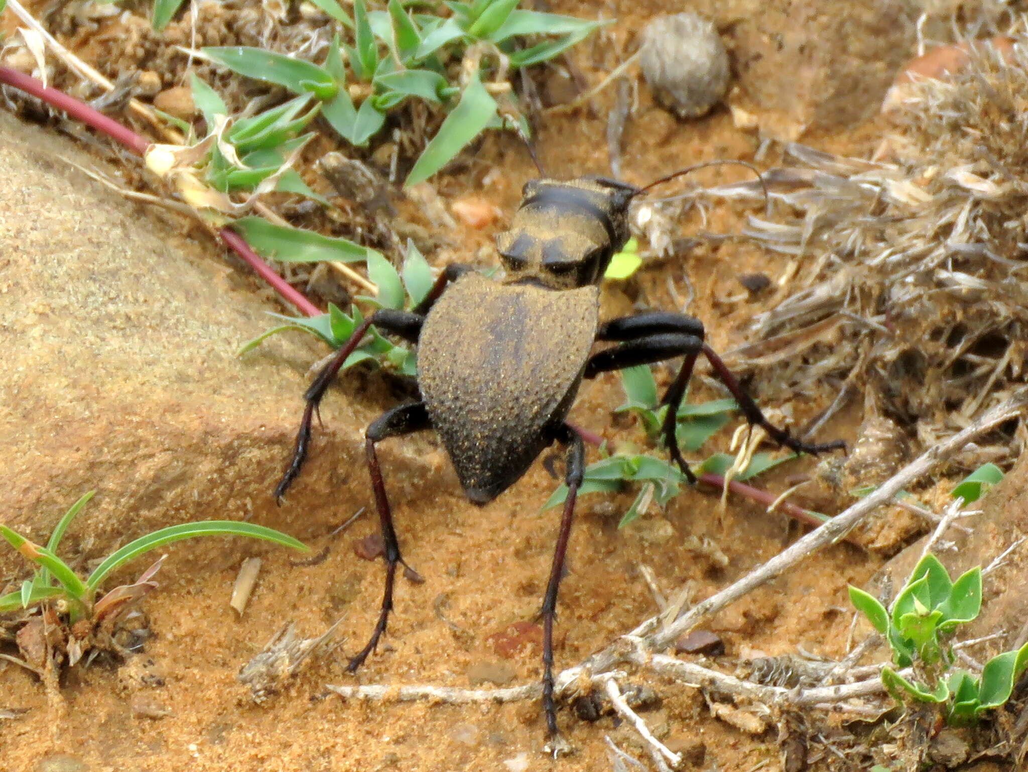 Image of Manticora tibialis Boheman 1848