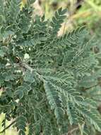 Image of Vachellia robbertsei (P. P. Sw.) Kyal. & Boatwr.