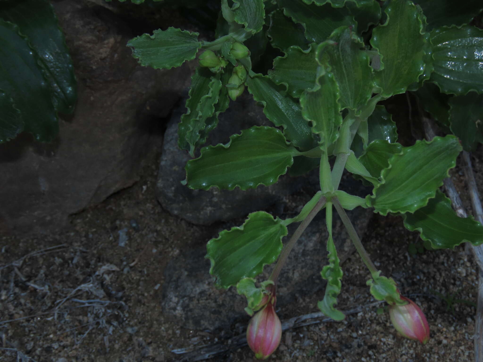 Image of Alstroemeria paupercula Phil.