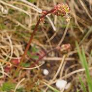 Imagem de Poterium sanguisorba L.