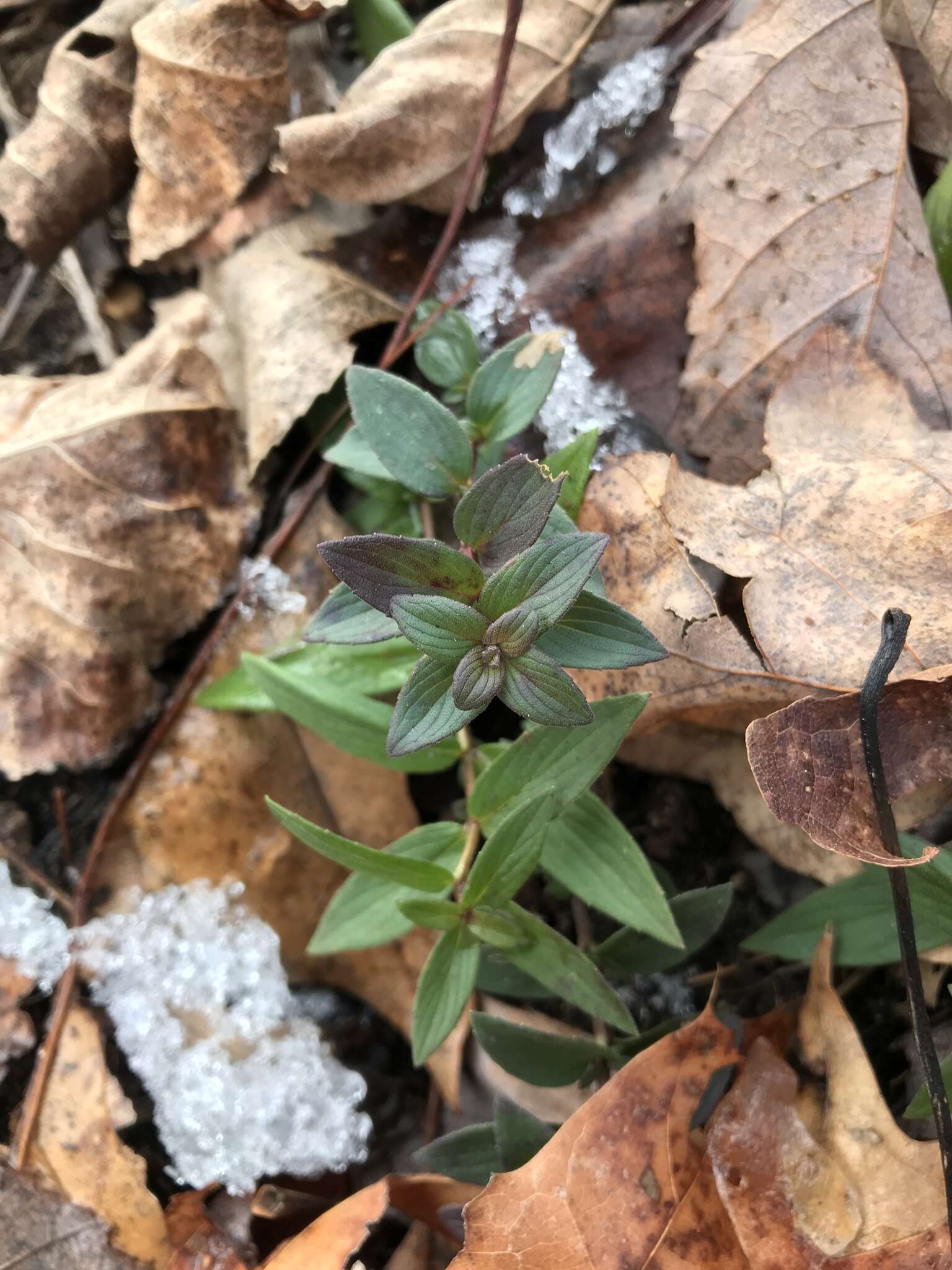 Imagem de Pycnanthemum verticillatum (Michx.) Pers.