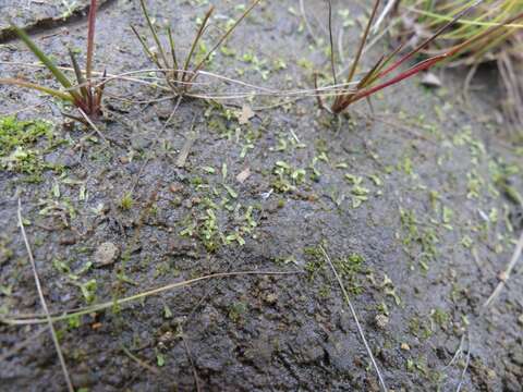 Image of Riccia huebeneriana subsp. sullivantii (Austin) R. M. Schust.