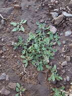 Image of bigbract verbena