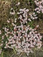 Imagem de Sedum anglicum Hudson