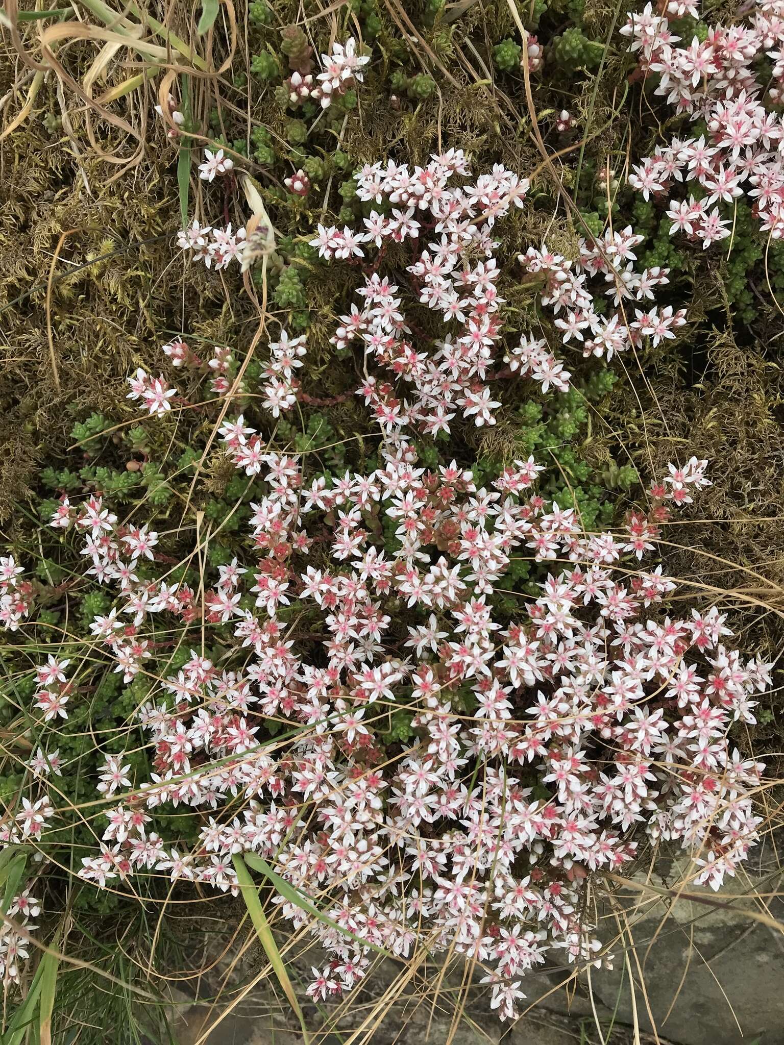 Image de Sedum anglicum Hudson