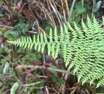 Image de Adiantopsis chlorophylla (Sw.) Fée