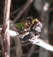 Image of Maratus proszynskii Waldock 2015