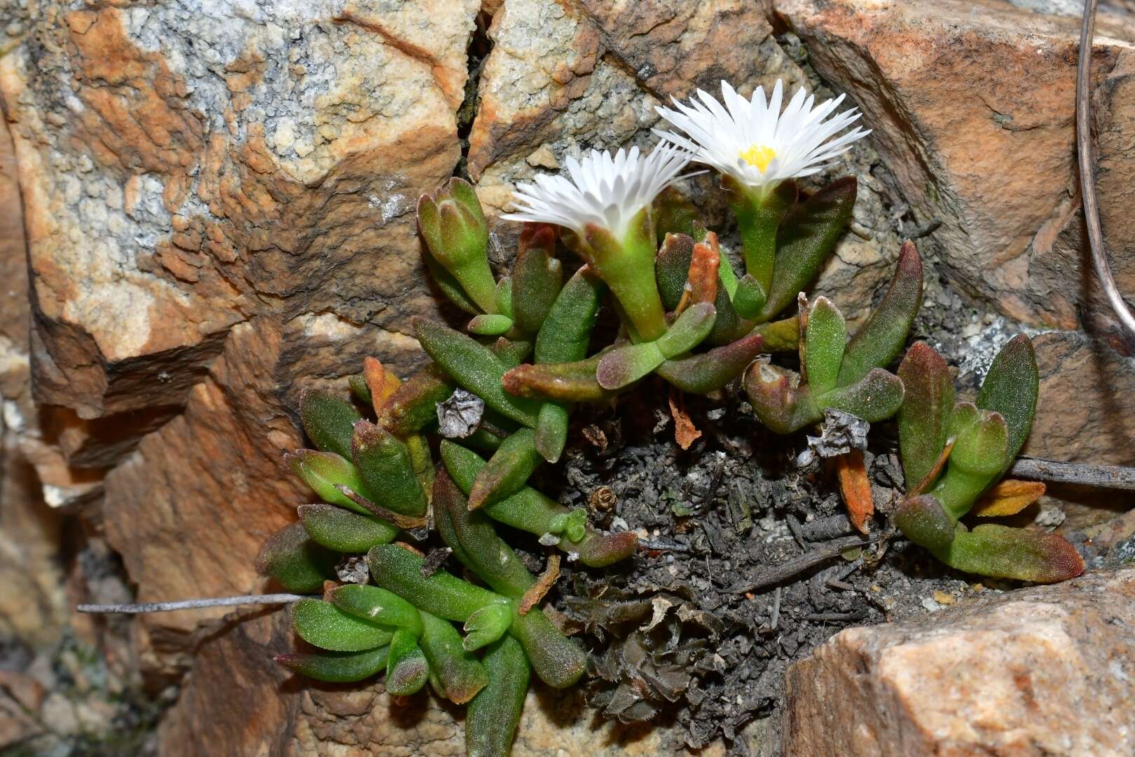 Imagem de Delosperma esterhuyseniae L. Bol.