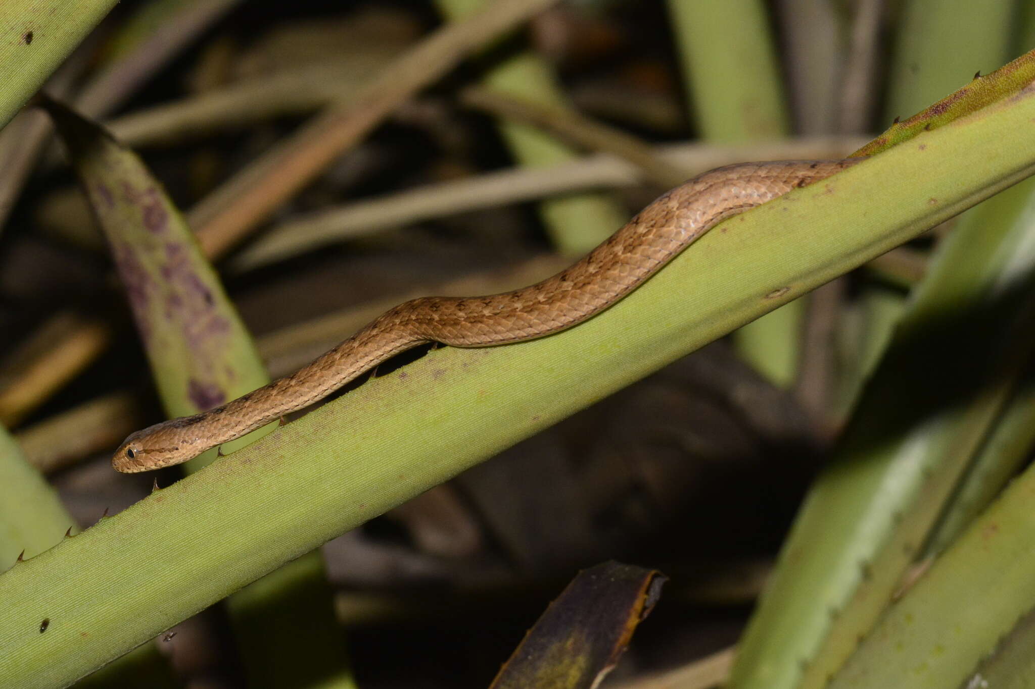 Thamnodynastes sertanejo Bailey, Thomas & da Silva 2005 resmi