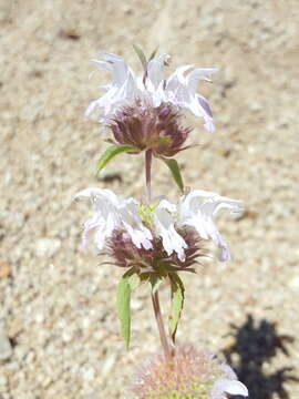 Imagem de Monarda pectinata Nutt.