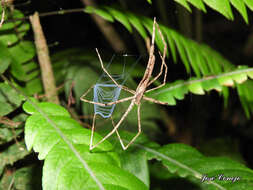 Image of Deinopis longipes F. O. Pickard-Cambridge 1902