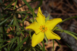 Image of Hibbertia huegelii (Endl.) F. Müll.