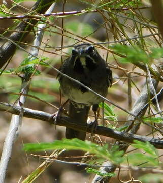 Image of Five-striped Sparrow