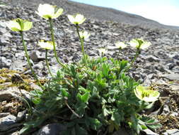 Image of Arctic poppy